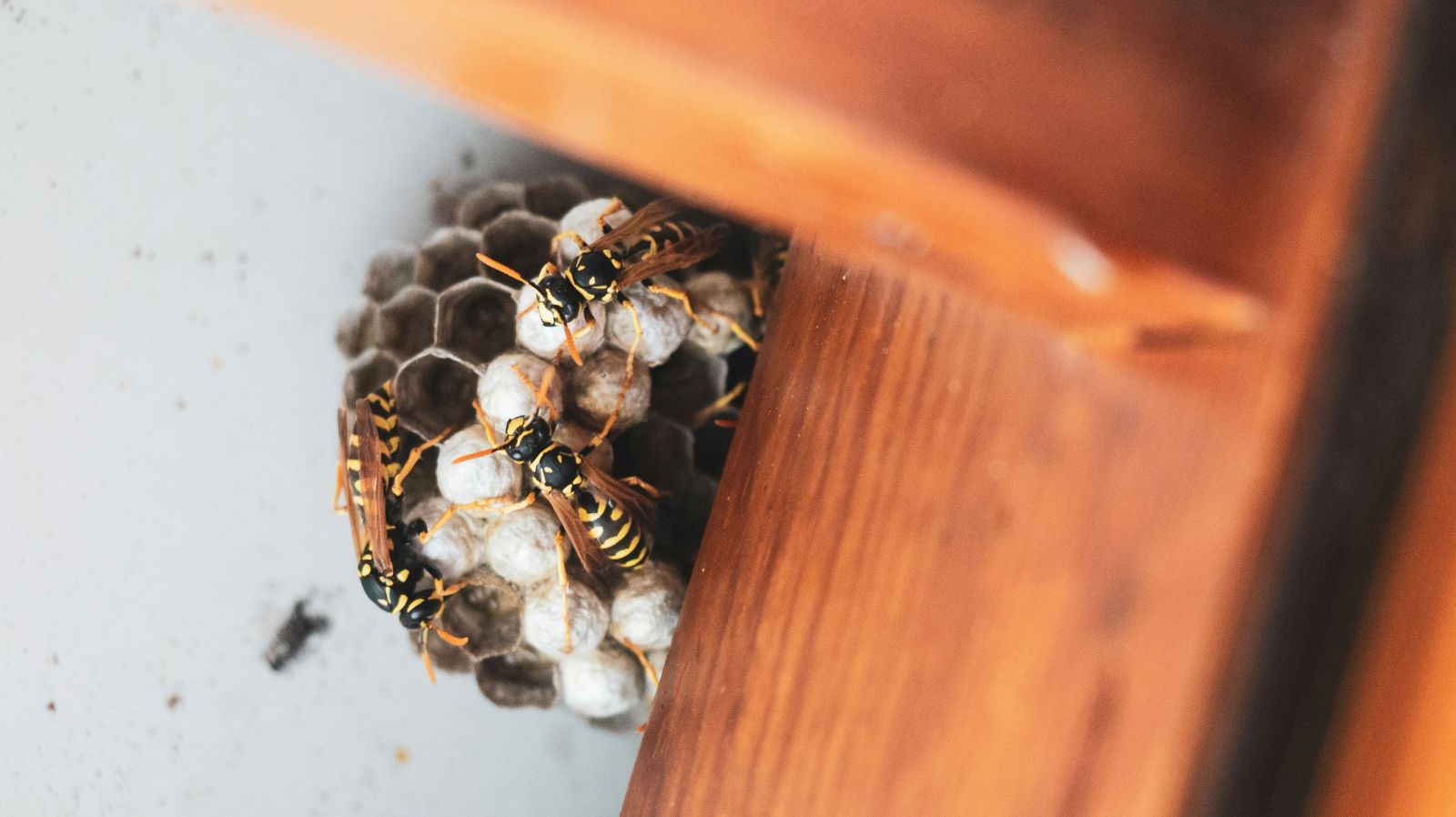Pest Control Mistakes That Compromise Your Home's Safety and Sustainability