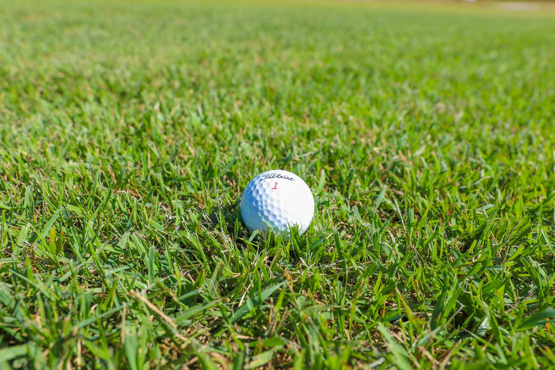 Zenith Zoysia - S\u0026R Turf \u0026 Irrigation Equipment, LLC, image size:1800x1200