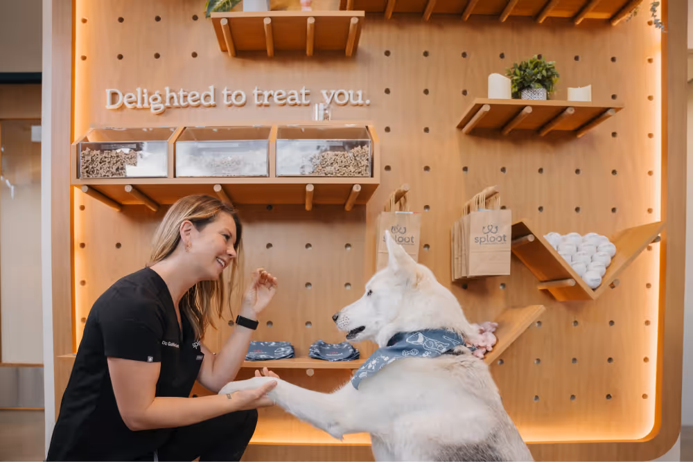 Veterinarian holding dog's paw during check-up at sploot veterinary care.