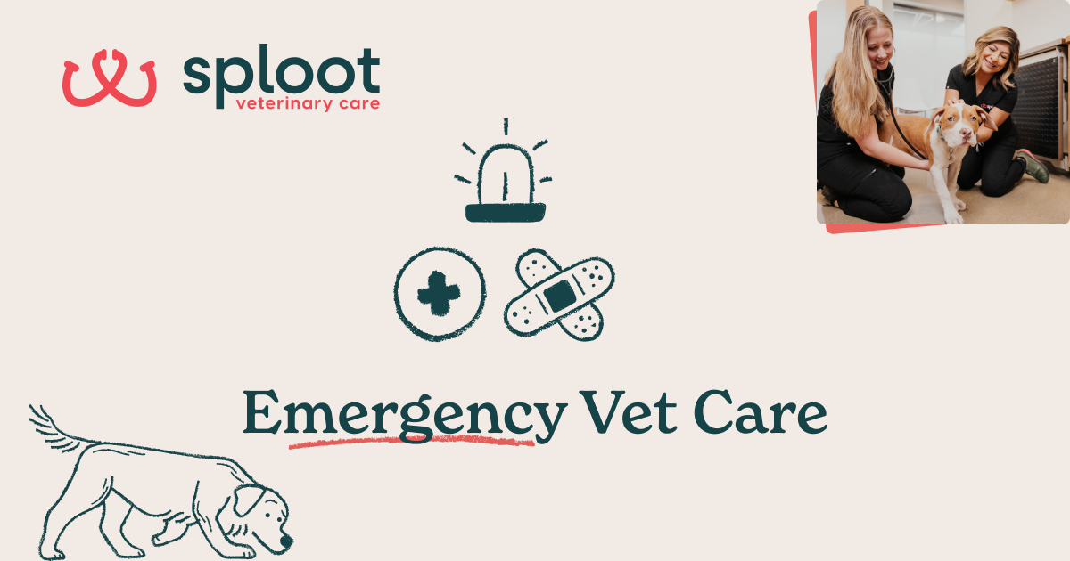 Pet Emergency Animal Am Emergency Clinic Pet Clinic Yelp Vet Near