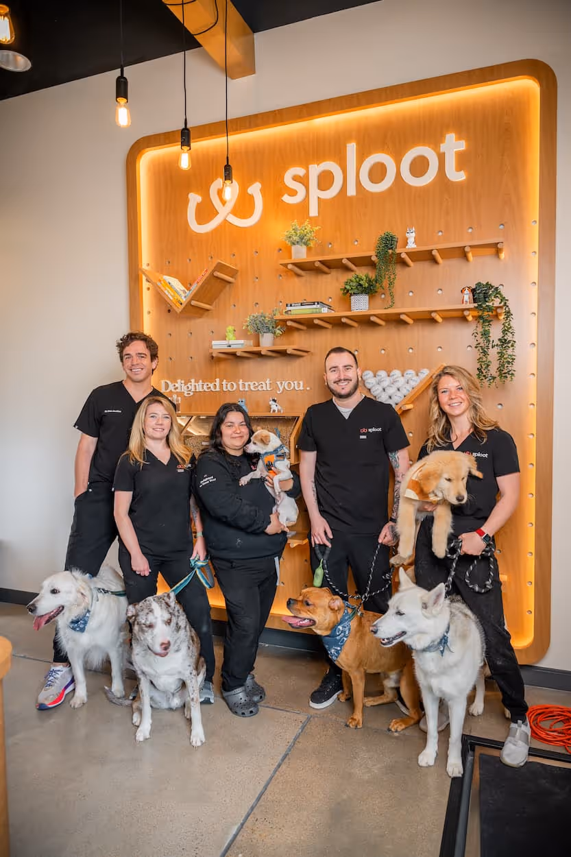 Group of five veterinary staff in black scrubs posing indoors with six dogs in front of a lit wood wall displaying the word 'sploot'.