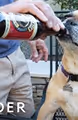 Dog wearing a red harness drinking from a beer bottle held by a person.