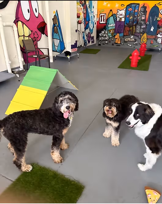 Three dogs standing on a gray floor in a colorful indoor play area with cartoon murals, small artificial grass patches, a ramp, and red fire hydrant toys.