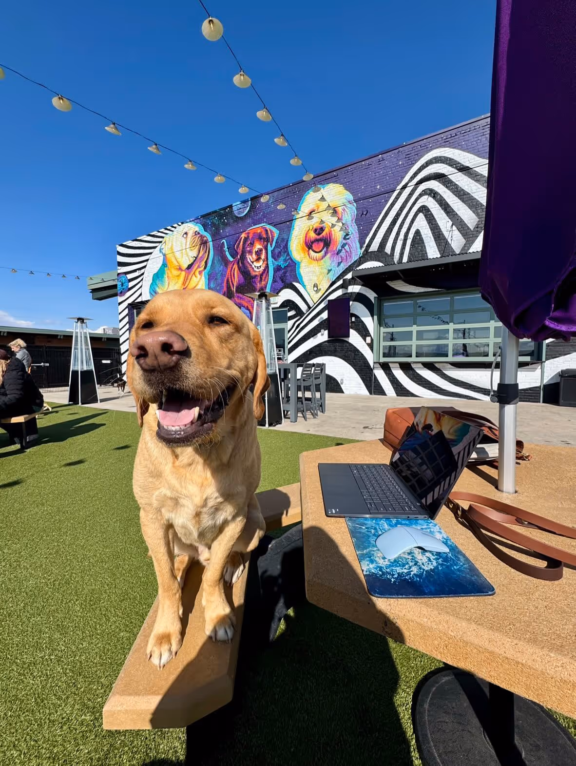 Happy yellow Labrador sitting on a picnic bench with a laptop and mouse on the table in an outdoor area featuring a colorful dog mural and string lights overhead.