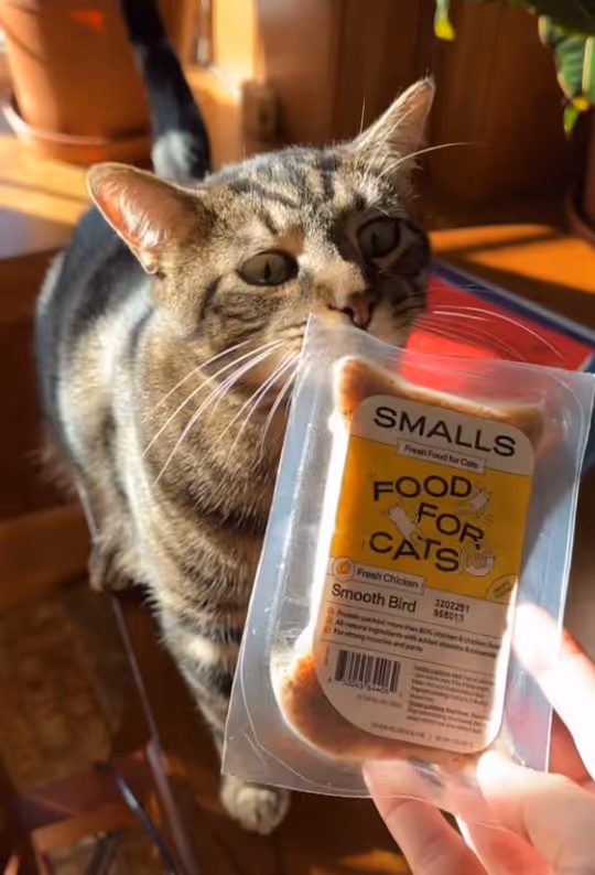 Tabby cat sniffing a hand-held packet of Smalls brand fresh chicken cat food labeled 'Smooth Bird'.