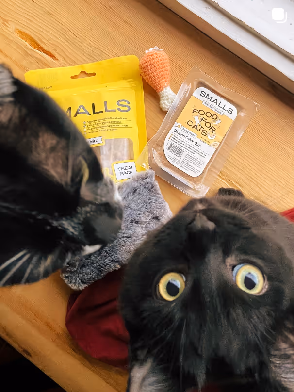 Two cats looking up near cat treats and a crochet carrot toy on a wooden surface.