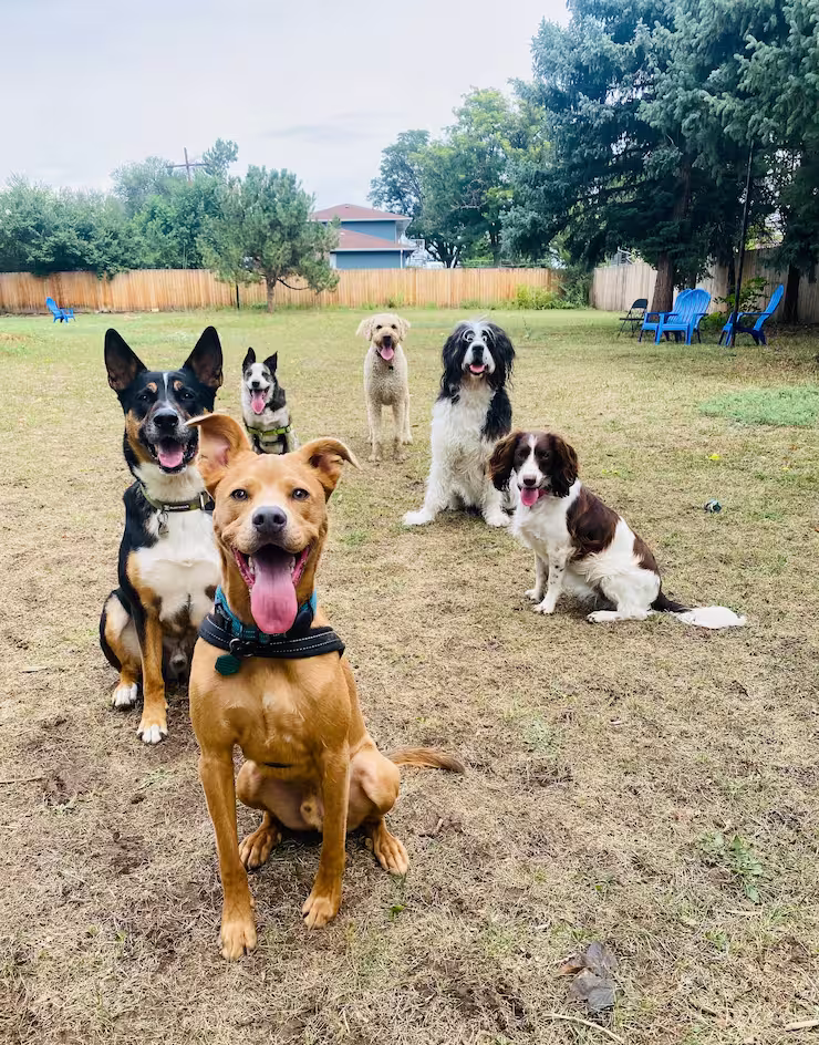 Six dogs sitting on grass in a fenced backyard with trees and blue chairs in the background.