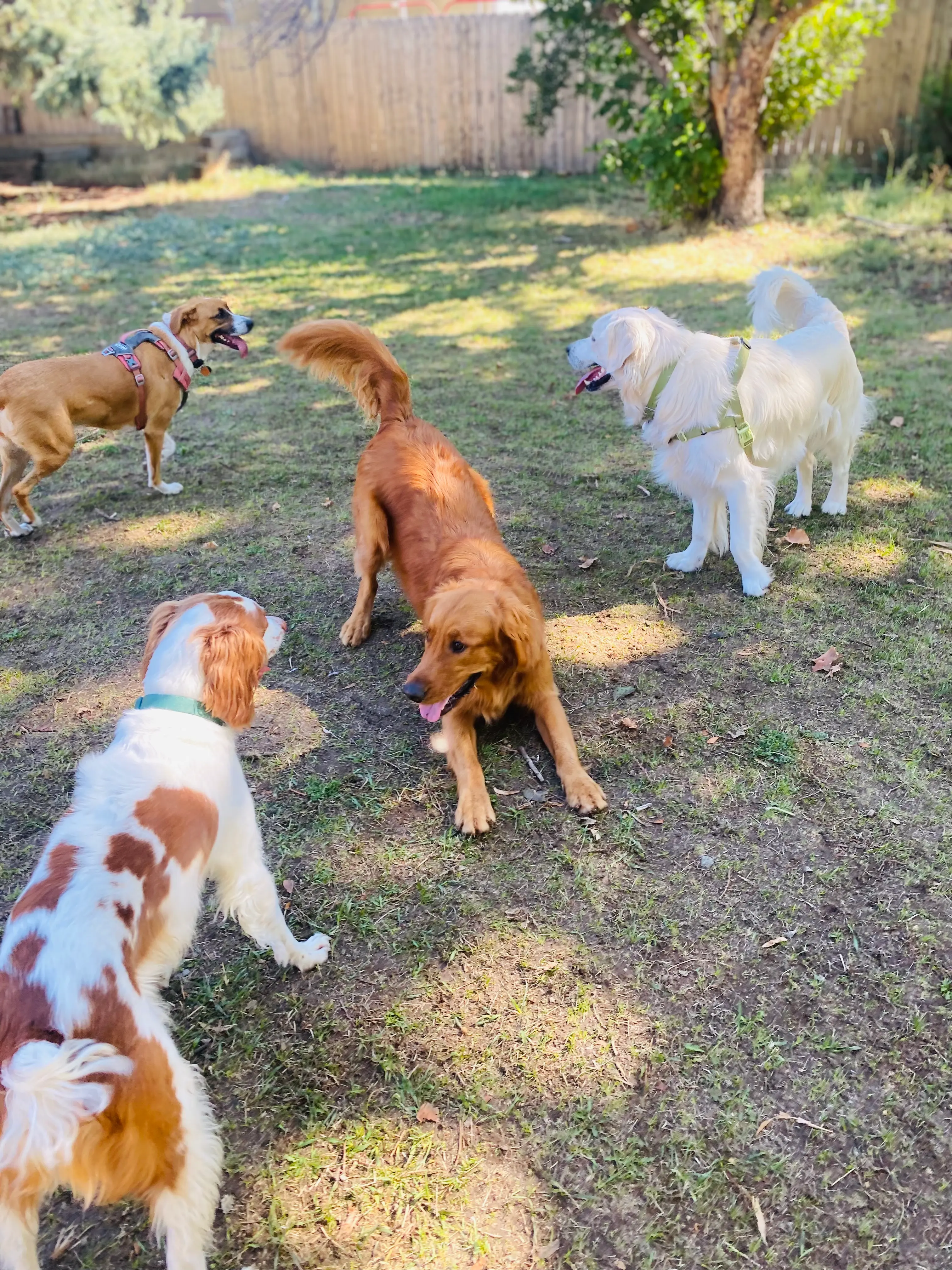 Four dogs playing on grass in a sunlit backyard with a wooden fence and trees in the background.