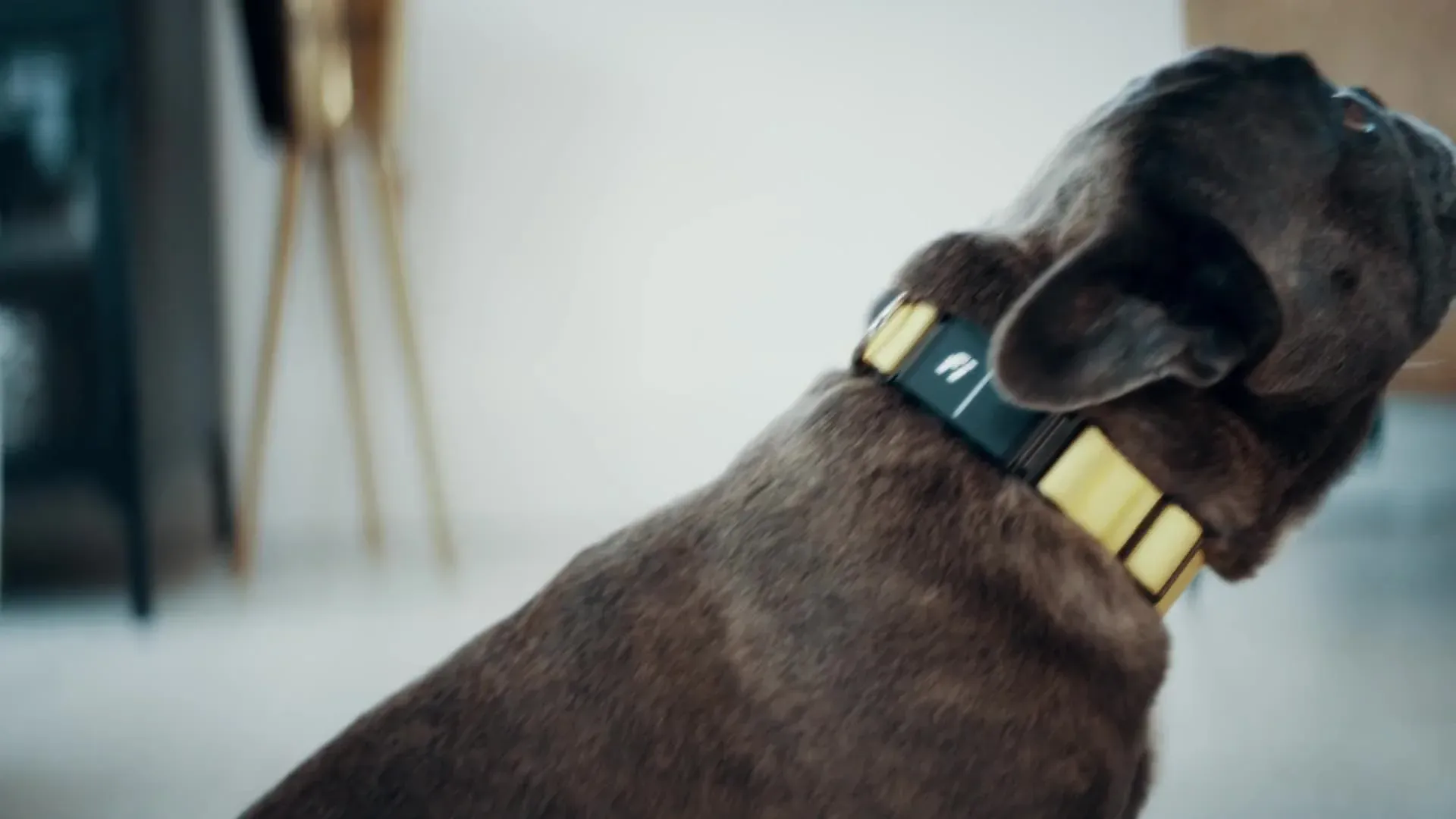 Brindle dog wearing a black and yellow collar sitting indoors with head turned away.