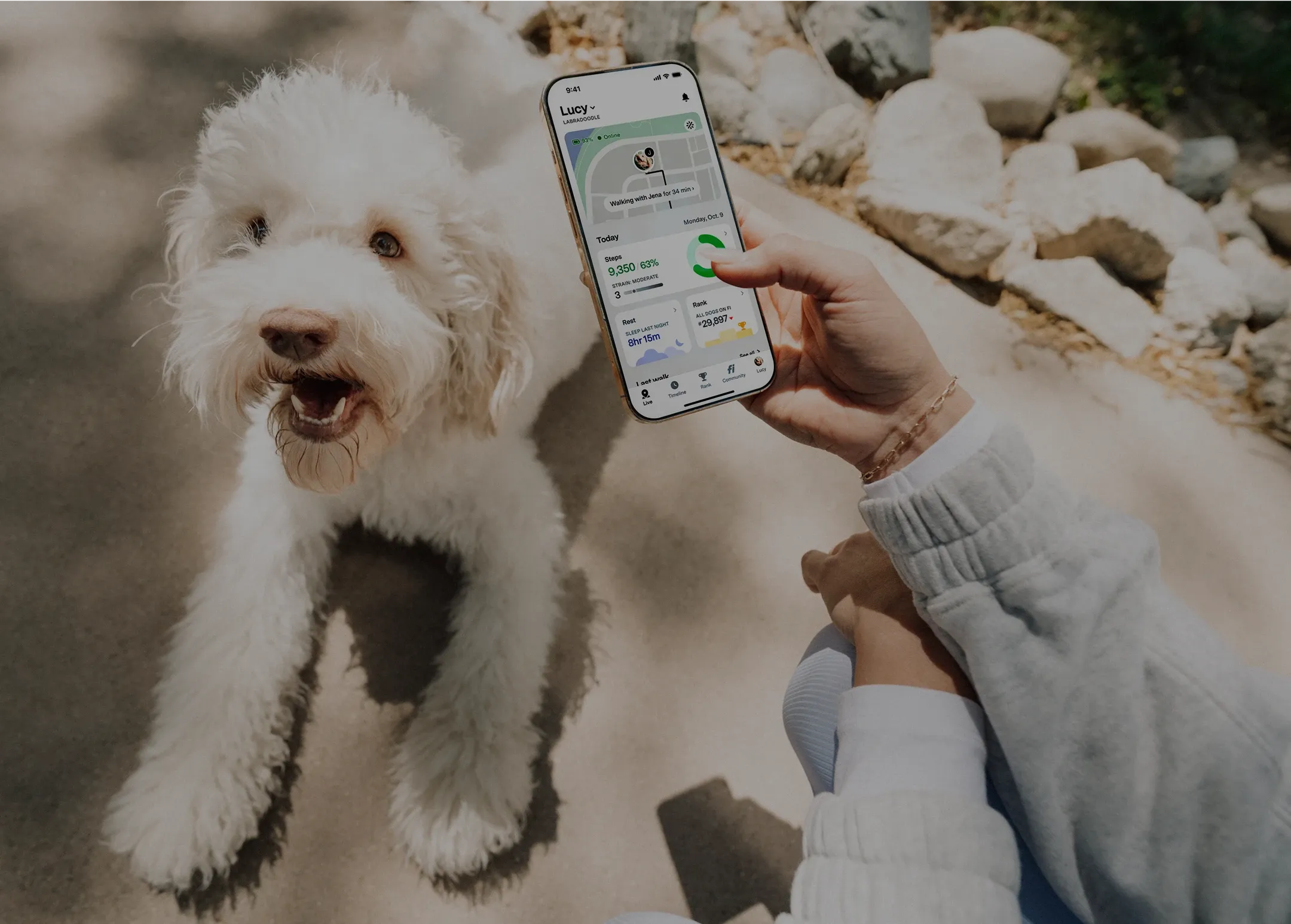 Person holding a smartphone showing a dog activity tracking app next to a happy white Labradoodle lying on a concrete path.