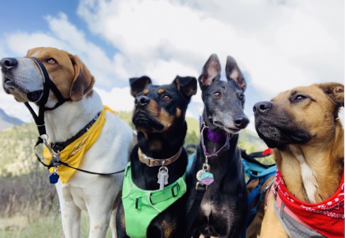 Four dogs wearing bandanas and harnesses in Colorado, seeking urgent or primary vet care in Denver.