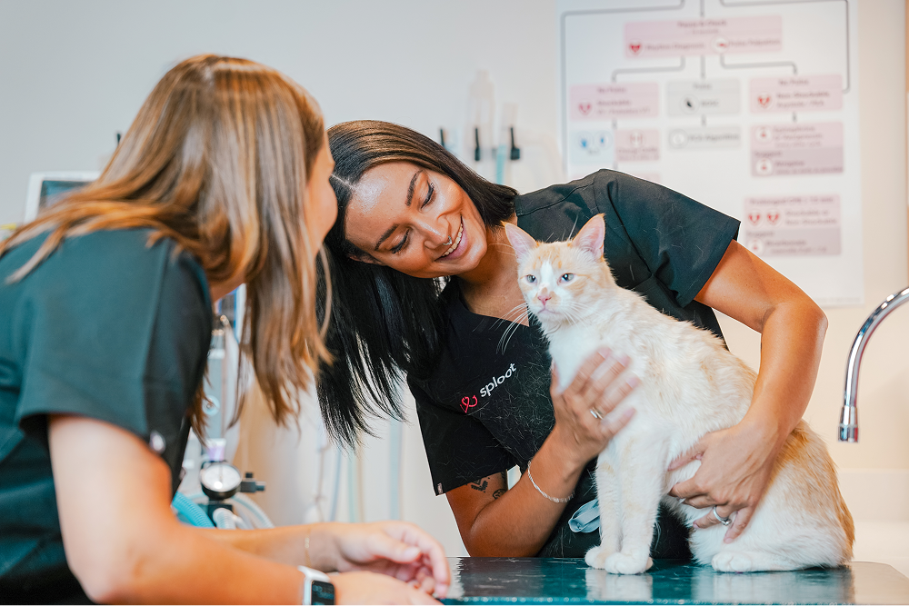 Vets in Denver, Colorado providing urgent and primary care to a cat in a clinic.