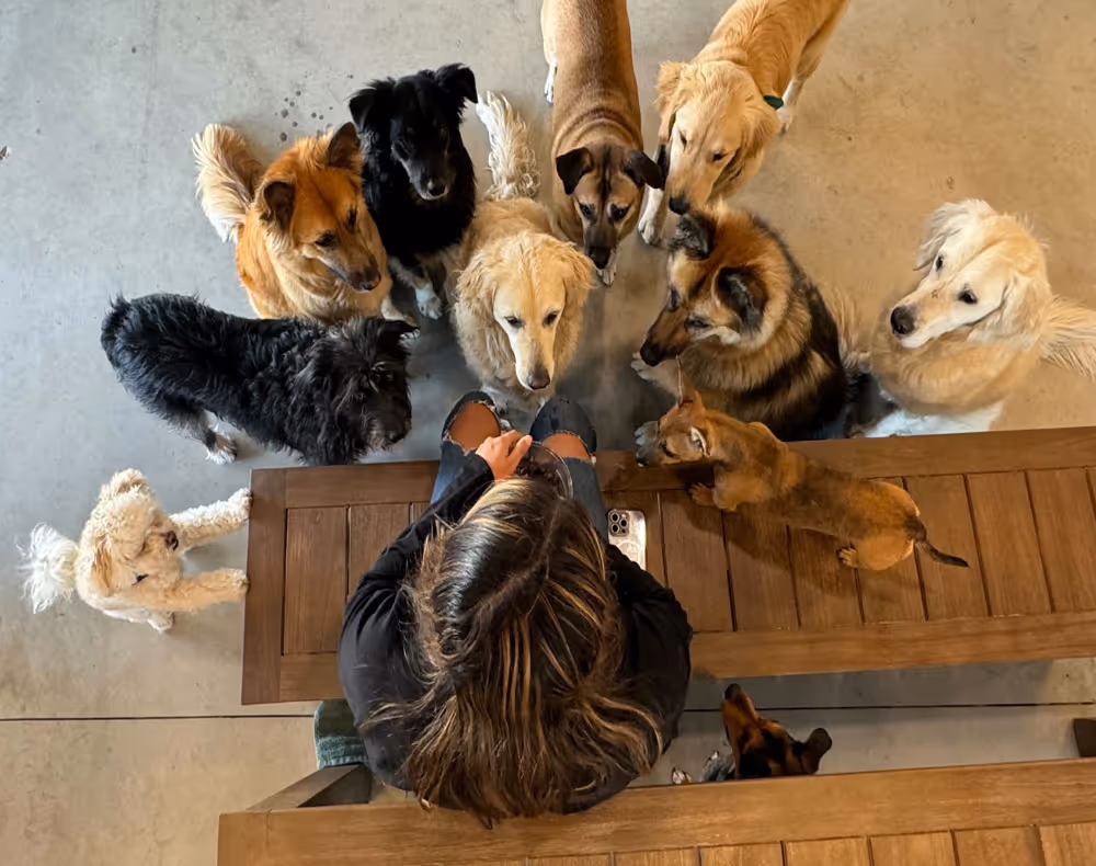 Veterinarian interacting with dogs at Sploot Veterinary Clinic in Denver, Colorado, offering urgent and primary care.