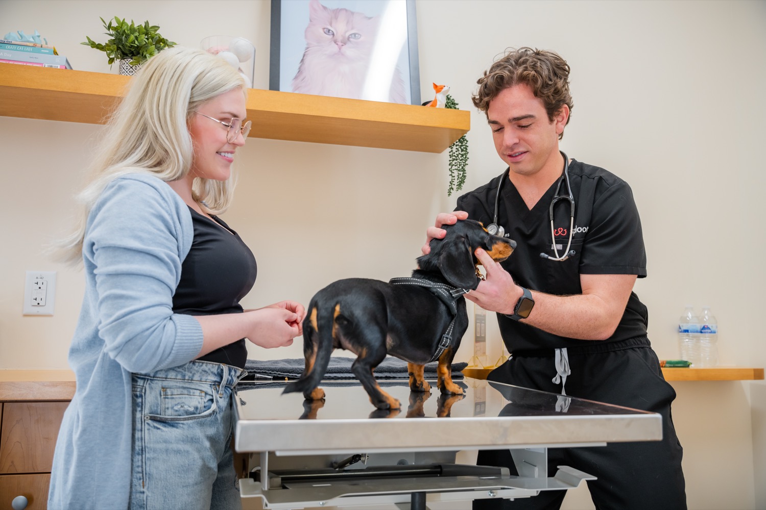 A dachshund receiving complete care