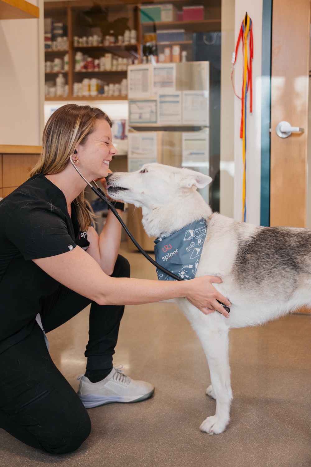 A husky feeling at home during an exam