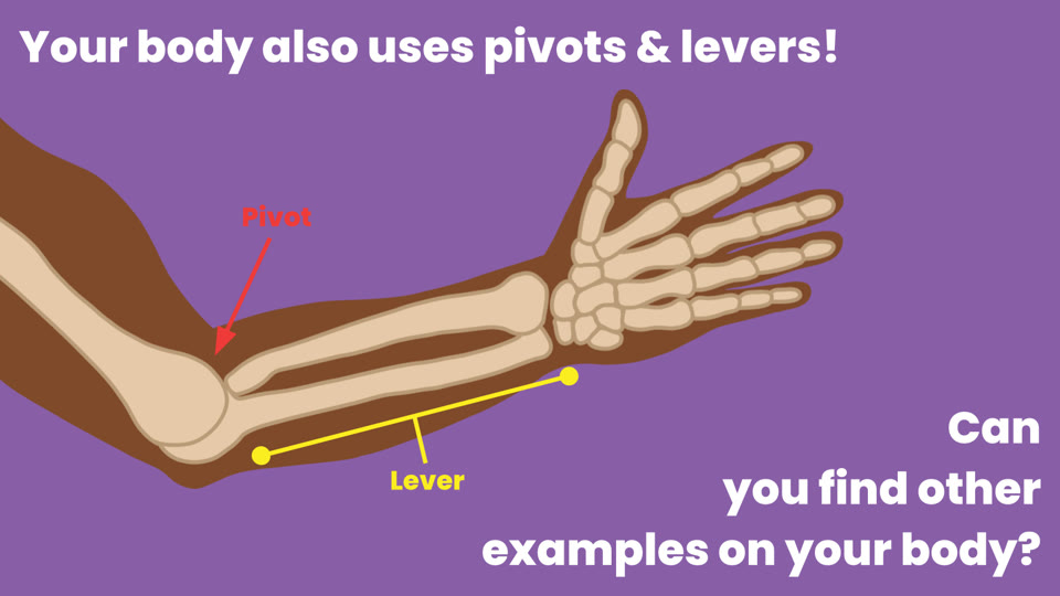 Learner slide: your body also uses pivots and levers, shown with the bones of an arm; can you find other examples on your body?