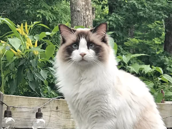 A photo of a Ragdoll cat, representing ragdoll cat health issues