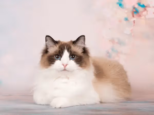 A photo of a Ragdoll cat, representing ragdoll cat health issues