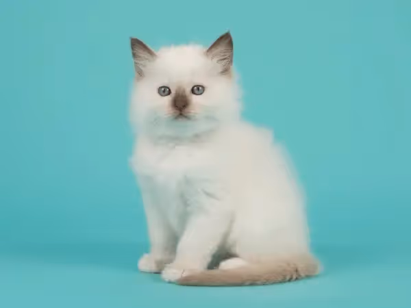 A photo of a ragdoll cat kitten requiring ragdoll cat care