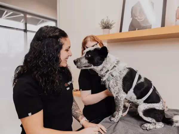 A dog getting heartworm treatment for dogs at Sploot Vets, a trusted vet clinic in Colorado Springs, Denver, & Chicago