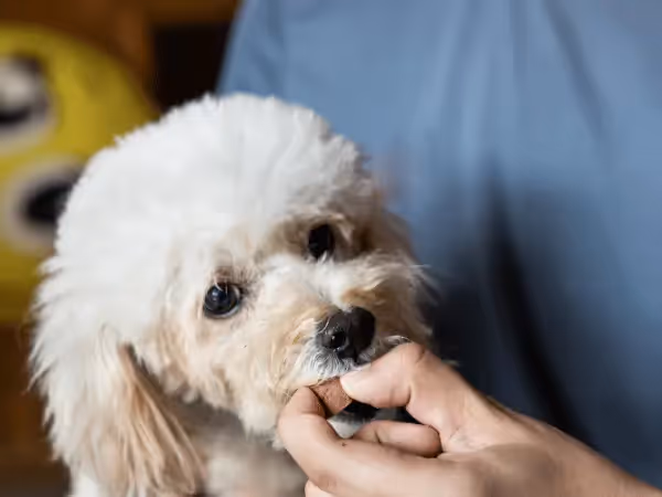 A dog being given a monthly chewable heartworm preventative for dogs