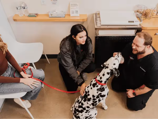 Looking to learn more about heartworm prevention for dogs? This guide discusses both heartworm treatment & prevention for dogs. Protect your pet today!