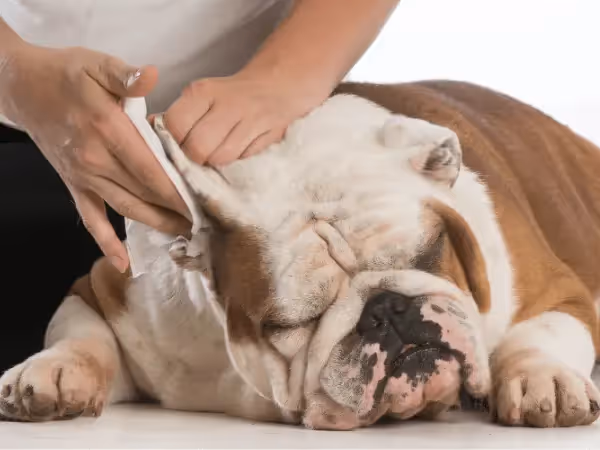A bulldog getting its ears cleaned after getting vet guidance, respresenting one of the steps of how to treat a dog ear infection