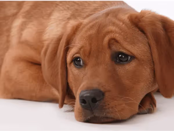 A dog with floppy ears, appearing to be sad, representing the consequences of inappropriate dog ear infection treatment