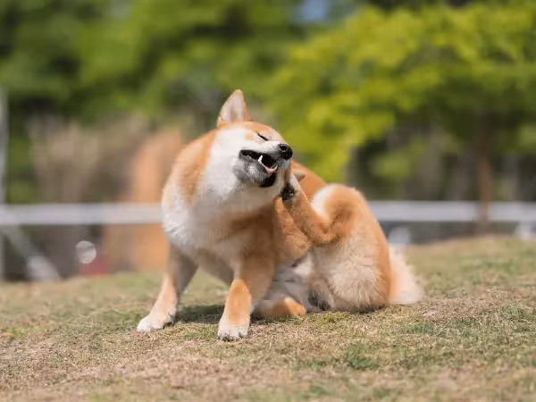 A dog scratching, representing one of the symptoms of allergies in dogs, which can lead to frequent dog ear infections
