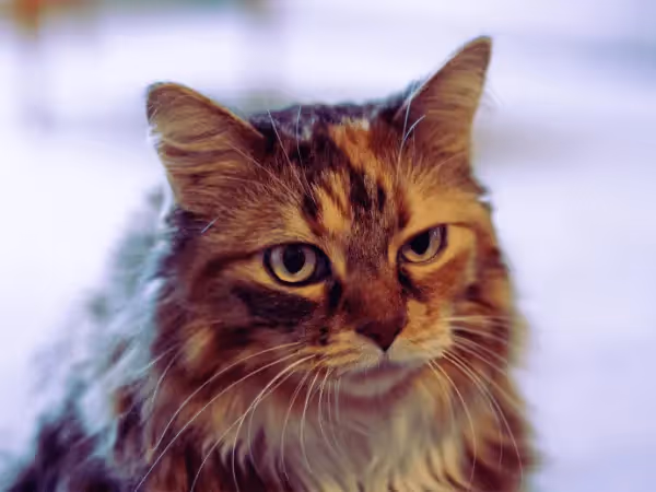 A close-up of an older cat who needs senior cat food