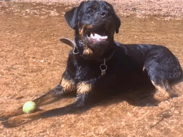 A dog cooling off in Bear Creek dog park, a dog swimming spot in Colorado Springs
