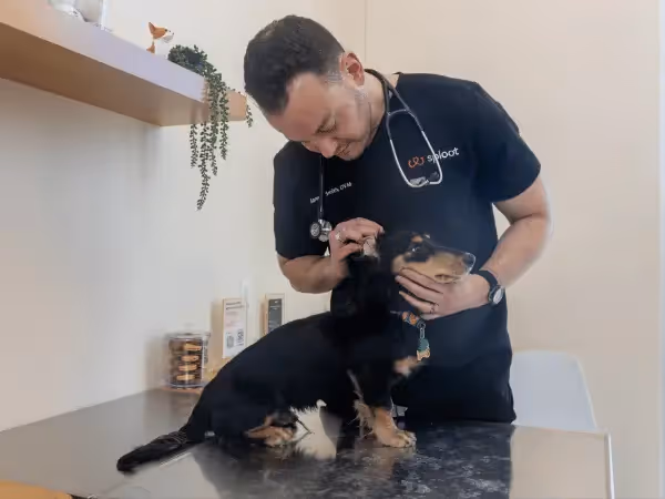 A dog getting a wellness exam at Sploot Vets in Colorado Springs before going to a dog pool in Colorado Springs