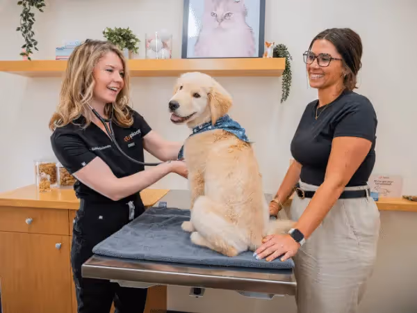 A dog getting a wellness exam in Sploot Vets, a vet clinic in Colorado Springs, Denver & Chicago that treats leptospirosis in dogs