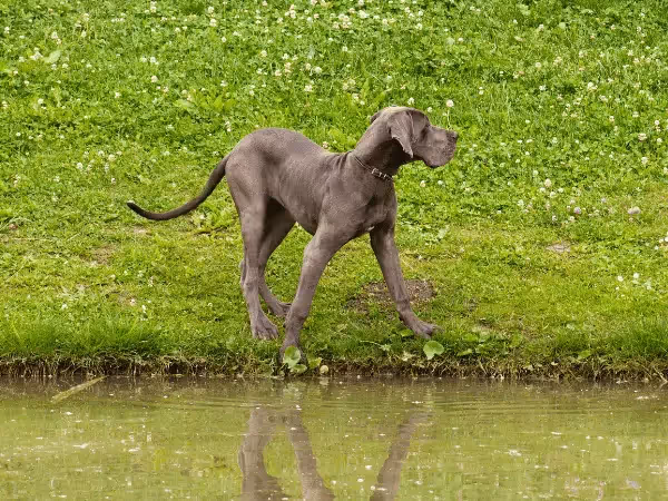 A dog beside stagnant water located outdoors, one of the possible sources of leptospirosis in dogs