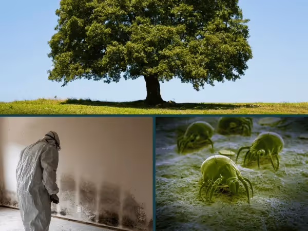 Photos of a pollen-producing tree, indoor mold, and dust mites, sources of seasonal allergies in dogs, or environmental allergies in dogs