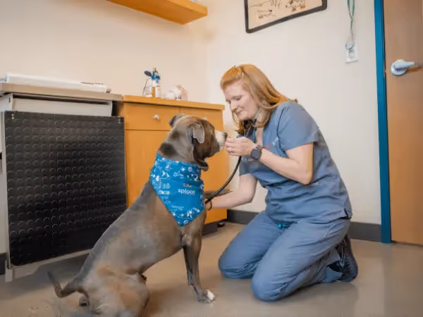 A dog receiving care at Sploot Vets, a vet clinic in Colorado Springs, Denver, and Chicago that treats food allergies in dogs, seasonal allergies in dogs, and more