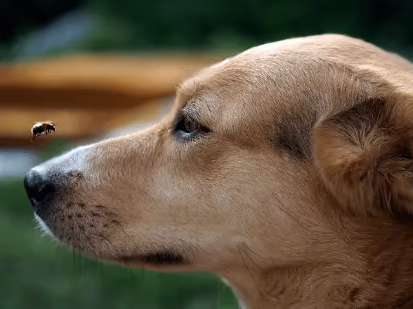 A dog standing face to face with a bee, representing bee allergies in dogs, a type of allergy that has a high risk of anaphylaxis