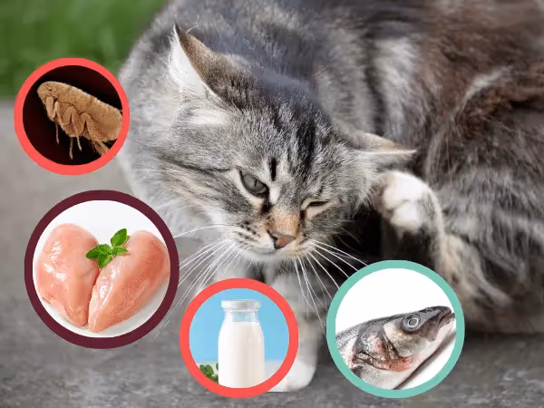 A photo of a cat, surrounded by common allergens for cats, representing food allergy in cats, flea allergy in cats, and other common feline allergies