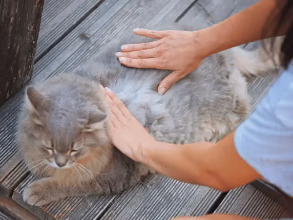A photo of a cat parent searching for fleas on their cat, representing flea allergy in cats