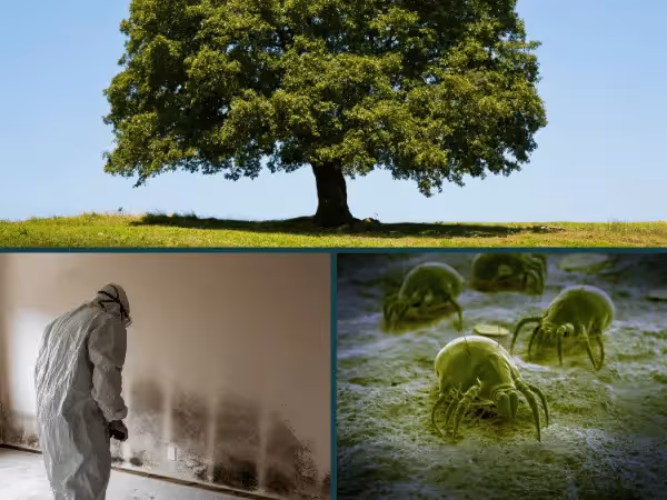  Photos of a pollen-producing tree, indoor mold, and dust mites, sources of seasonal allergies in cats