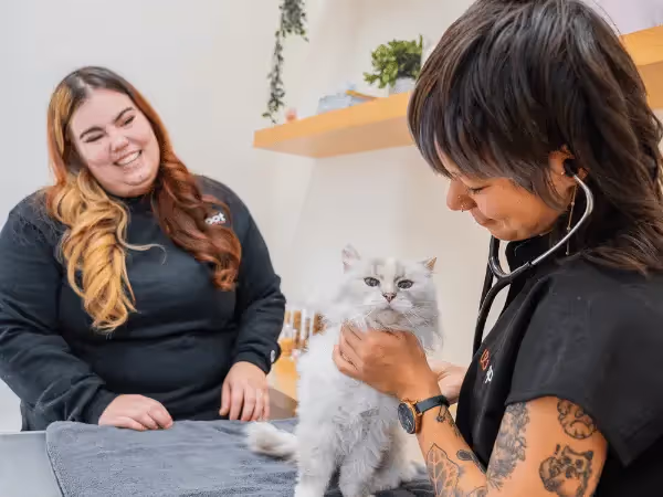 A cat brought to Sploot Vets, a vet clinic in Colorado Springs, Denver, and Chicago, representing allergies in cats treatment