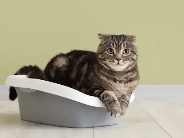 A cat sitting on a litterbox, representing cat poop and the health clues in cat poop