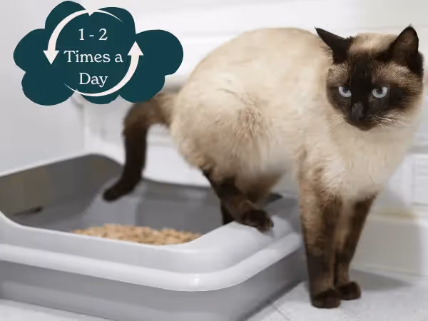 A cat going out of a litterbox with a text stating “1 to 2 times a day”, showing how often cats poop in a day
