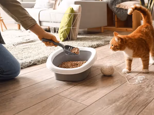 A photo of a cat parent cleaning up a litterbox which should normally not smell foul or rotten