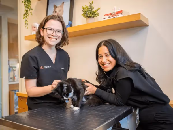 A cat getting a checkup at Sploot Veterinary Care, an all-in-one cat vet clinic in Colorado Springs, Denver, & Chicago