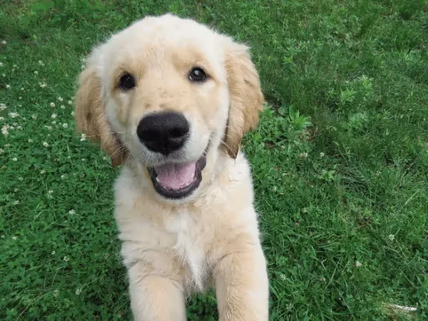 A puppy that is around 9 months old, which is the age when most puppies have a grasp on potty training