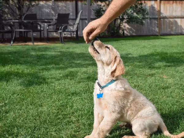 A puppy getting a treat, representing positive reinforcement in potty training a puppy