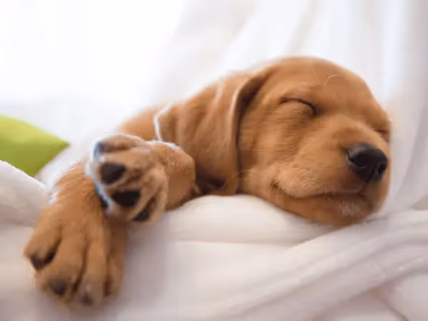 A puppy sleeping soundly because the pet parent followed the steps on how to potty train a puppy