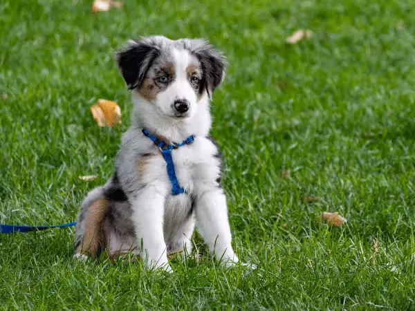 A puppy in the yard, representing how to potty train a puppy