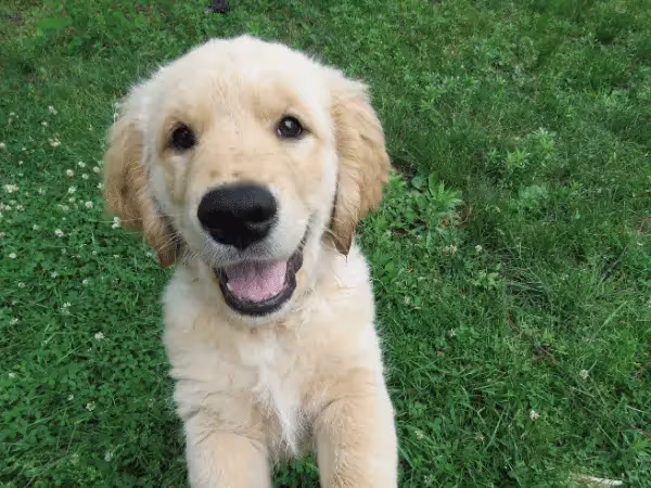 A cute golden retriever puppy, representing the experience of adoption from a puppy shelter in Denver